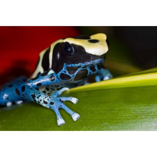 Republic of Surinam Poison dart frog on leaf